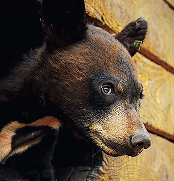 Záchrana divokých medvědů – dokumentární seriál