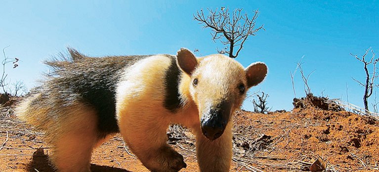 Nejdivnější zvířata Jižní Ameriky – dokument