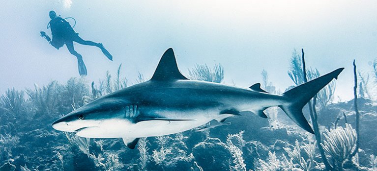 Když žraloci útočí – dokument