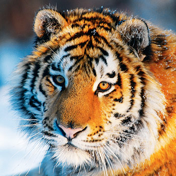 Ruský tygr: král tajgy – přirodopisný dokument