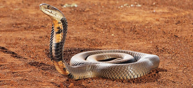 Překvapivá tajemství hadů – dokumentární seriál
