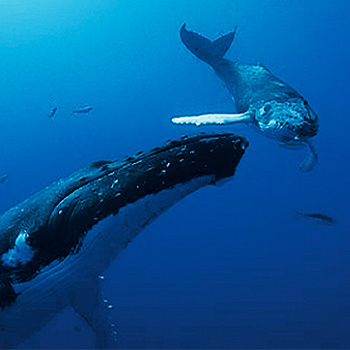 Národ velryb – přírodopisný pořad