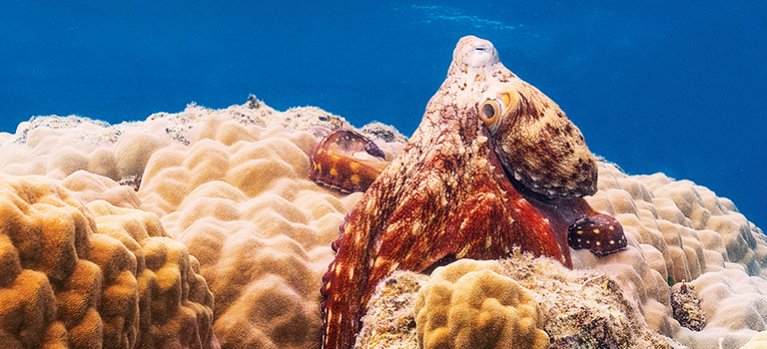 Tajemství chobotnic – přírodopisný seriál