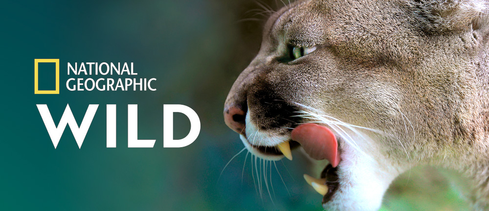 Měsíc velkých koček na National Geographic Wild HD