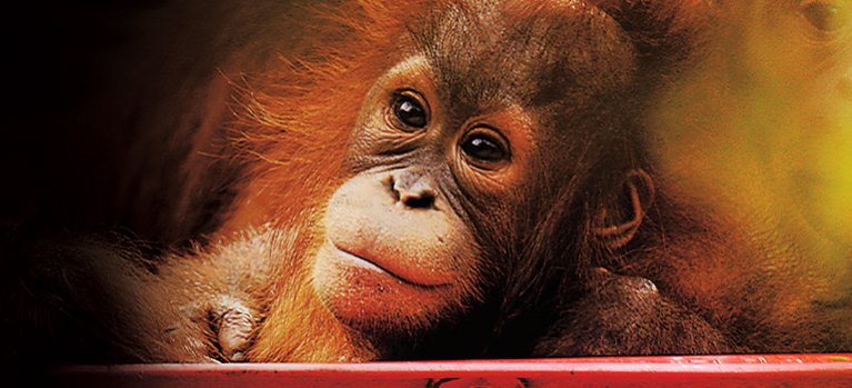 Orangutaní škola v džungli – přírodopisný dokument