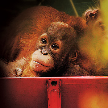Orangutaní škola v džungli – přírodopisný dokument
