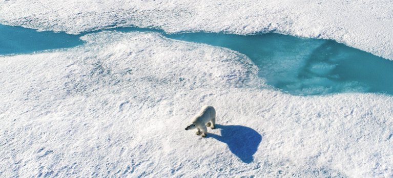 Arktida – přírodopisný dokument