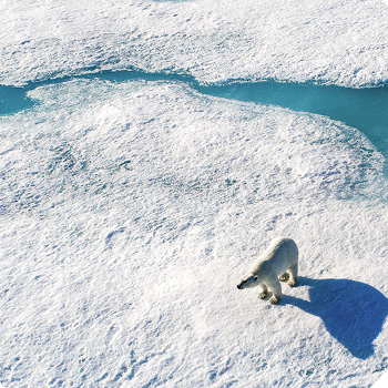 Arktida – přírodopisný dokument