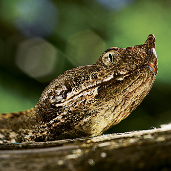 Klenoty evropské divočiny – přírodopisný seriál