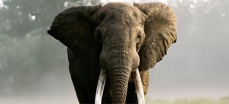 Bratrstvo slonů: Velikáni s kly – přírodopisný dokument