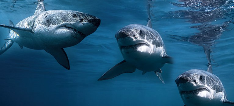 Král žraloků: souboj pohlaví – přírodopisný pořad