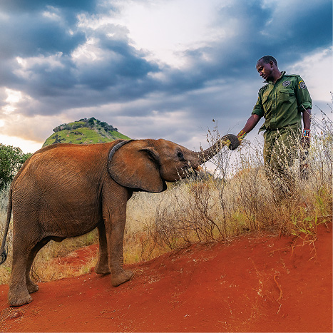 Stát se slonem: Sirotci z Reteti – přírodopisný seriál