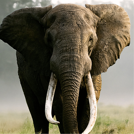 Bratrstvo slonů: Velikáni s kly – přírodopisný dokument