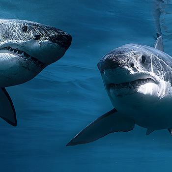 Král žraloků: souboj pohlaví – přírodopisný pořad