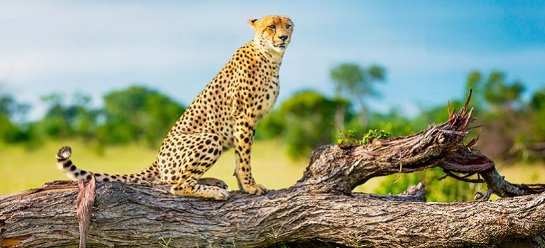 Život na Safari: Největší hrozby