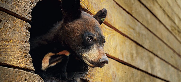 Záchrana divokých medvědů – dokumentární seriál