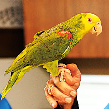 Veterinářka z Texasu – dokument