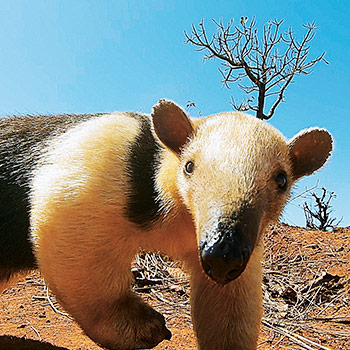 Nejdivnější zvířata Jižní Ameriky – dokument