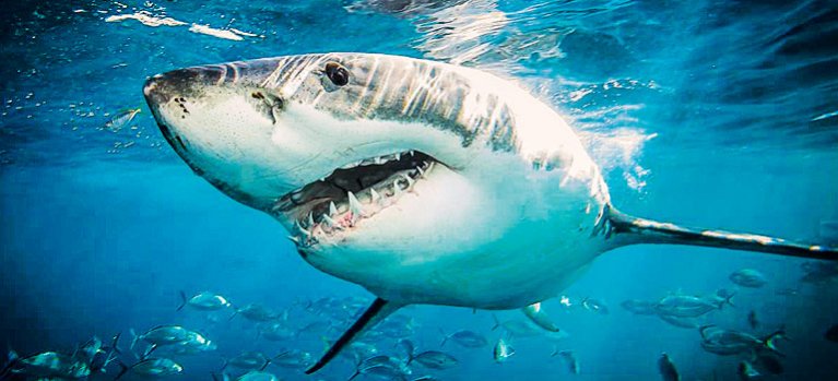 Zachraňte žraloky – dokumemtární pořad