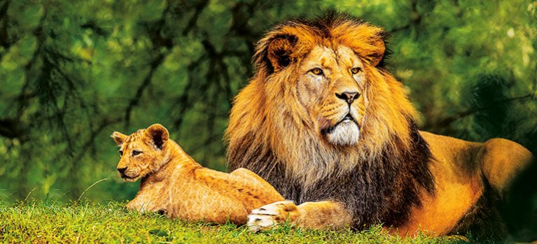 Světový den lvů – pásmo dokumentárních filmů