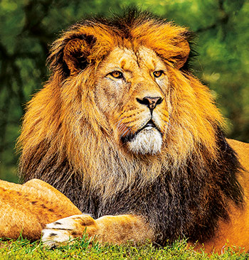 Světový den lvů – pásmo dokumentárních filmů