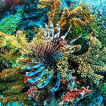 Velký bariérový útes – přírodopisný dokument