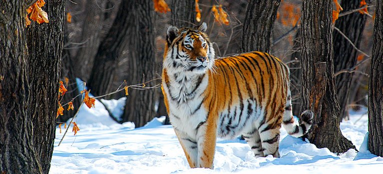 Ruský tygr: král tajgy – přirodopisný dokument