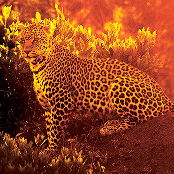 Leopardice – dvoudílný dokument