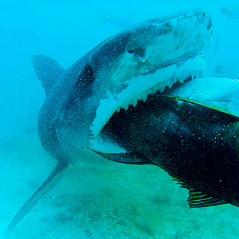 Žraločí královny – přírodopisný dokument