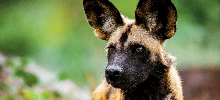Psi hyenovití: Ve smečce – dokument