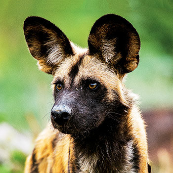 Psi hyenovití: Ve smečce – dokument