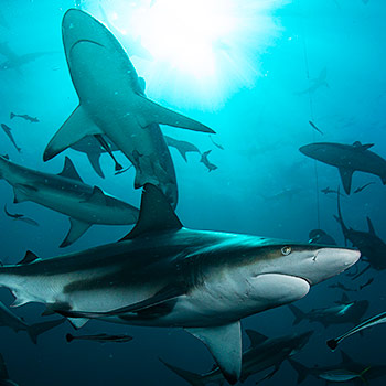 Planeta žraloků – dokumentární seriál
