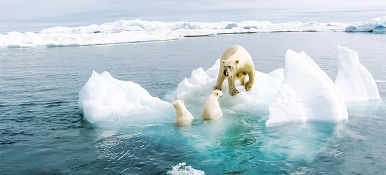 Království ledních medvědů – přirodopisný seriál