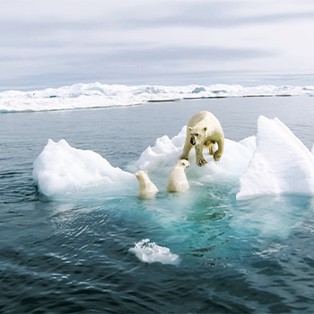 Království ledních medvědů – přirodopisný seriál