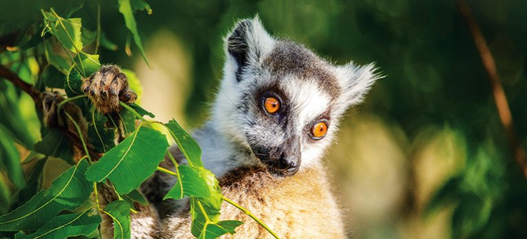 Tlupy ostrova lemurů – přírodopisný seriál