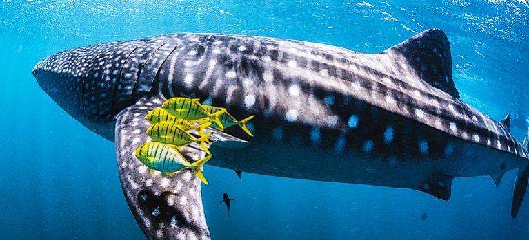 Ningaloo: Australský oceánský zázrak – dokumenty