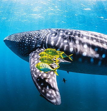 Ningaloo: Australský oceánský zázrak – dokumenty