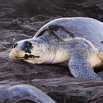 Pláž želv – přírodopisná série