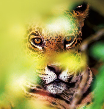 Pantanal, brazilský přírodní zázrak – dokumenty