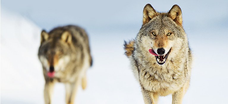 Vlk: Tulák bez hranic – přírodopisný dokument