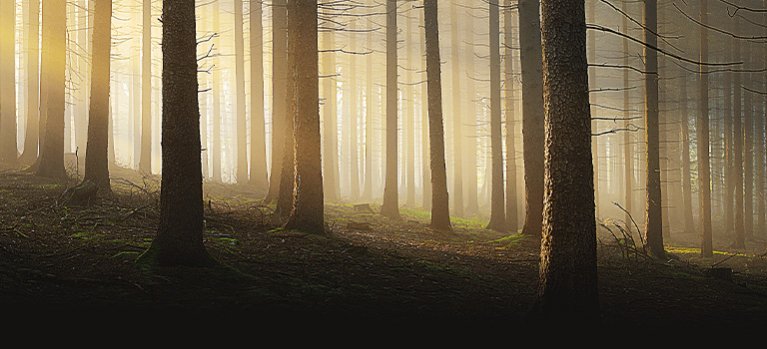 Tajemství kouzelných lesů – přírodopisný seriál