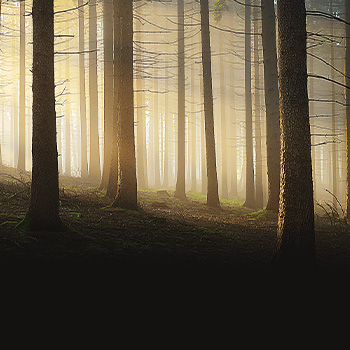 Tajemství kouzelných lesů – přírodopisný seriál